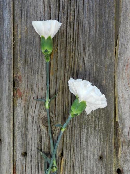 MOONLIGHT  WHITE CARNATIONS